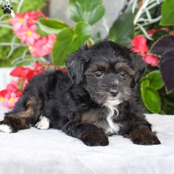 Riley, Yorkie Poo Puppy